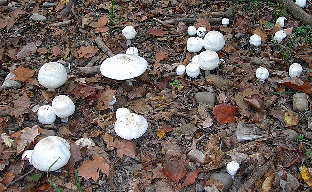 Volvariella  terrea  sp.nov.